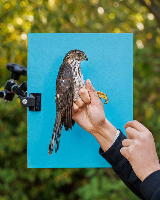 Sharp-shinned hawk (SSHA) held by Elora Grahame (ELGR)