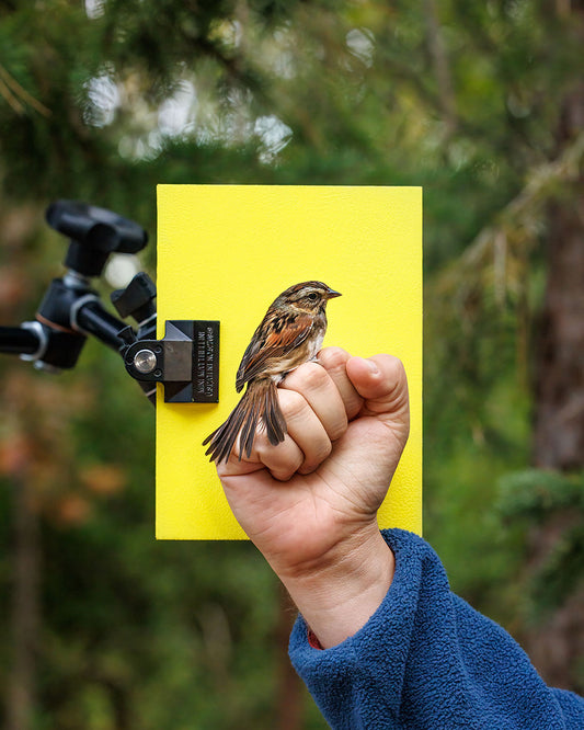 Swamp sparrow (SWSP) held by Matt Fuirst (MAFU)