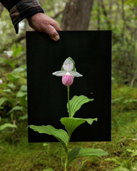 Showy Lady's Slipper #3