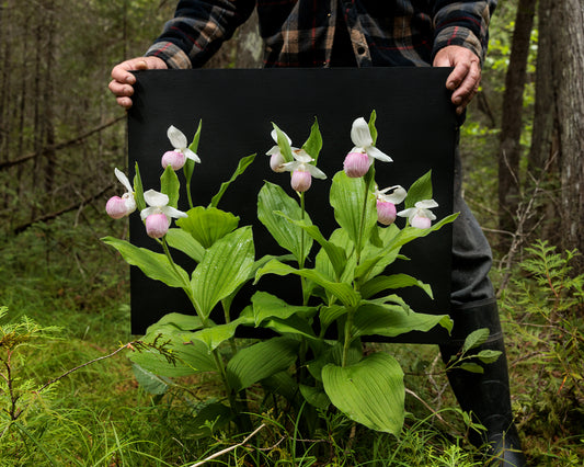 Showy Lady's Slipper #4