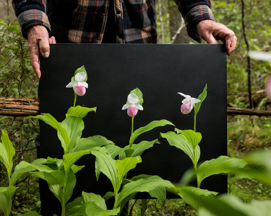 Showy Lady's Slippers #1