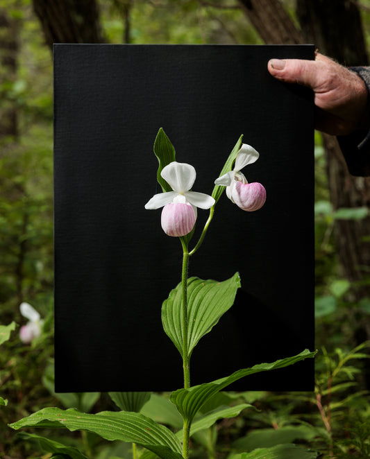 Showy Lady's Slippers #2