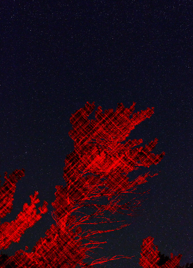 Red abstract pattern over a pine tree against a starry, dark blue background