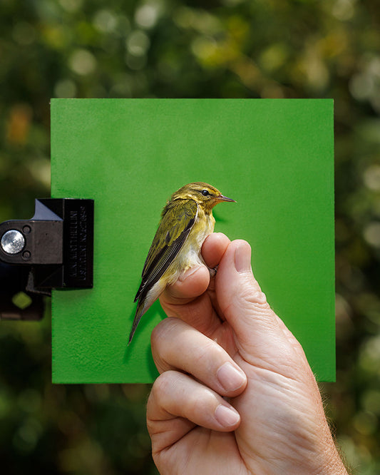 Tennessee warbler (TEWA) held by Robert Duncan (RODU)