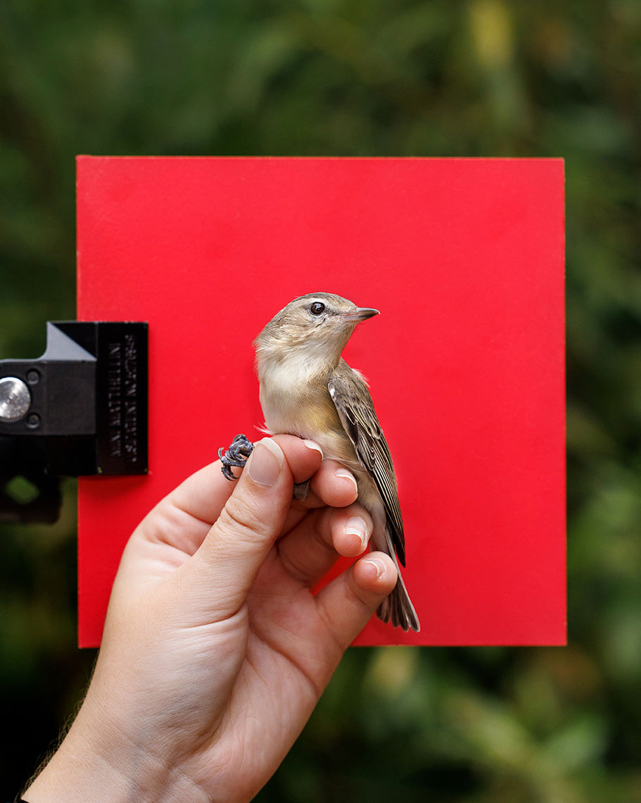 Warbling vireo (WAVI) held by Ellie Zantboer (ELZO)