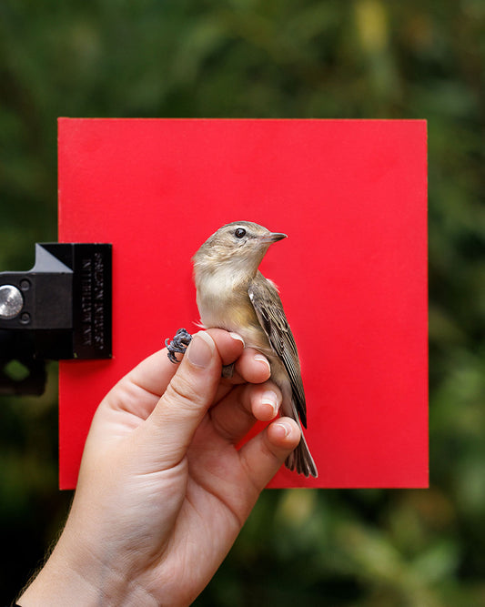 Warbling vireo (WAVI) held by Ellie Zantboer (ELZO)