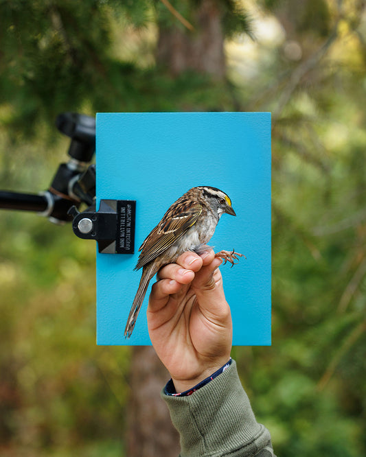 White-throated sparrow (WTSP) held by Caillie Monrad (CAMO)