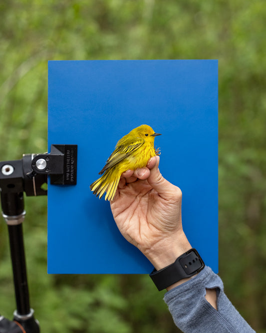 Hand-held yellow warbler on blue board.